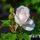 케노시스 (kenosis)란 무엇인가요? 이미지