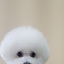 도브리댕 이미지