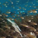 맑은 시야와 아름다운 산호초, 필리핀 스쿠버다이빙 여행 이미지