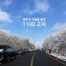 제주 승합차 기사포함 대절을 이용해서 12월 겨울투어를 다녀봐요 ~