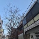 무전지작업 가지치기 화단철거 업체 비용