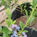 찬호농장 이미지