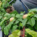 버드네농장 이미지