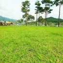 황산문화체육공원 국민여가캠핑장 이미지