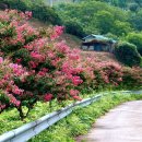 “여긴 비 온 뒤 찾아가야죠”… 사진작가들이 몰래 숨겨둔 장마철 배롱나무 무료명소 이미지