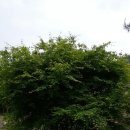 금수산 농원 이미지