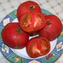 토마토인터넷 이미지
