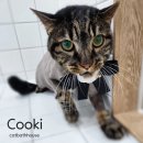 고양이 목욕탕 이미지