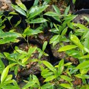 새운농장 이미지