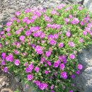 저지오름 이미지