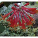 넘넘 아름답고 귀여운 붉은 인동초 꽃 이미지