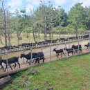 흑염소목장 이미지