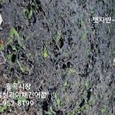 대성청과