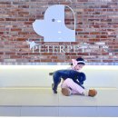피터펫 애견카페 부산북구점 | 덕천 피터펫 애견카페 빵실빵실 귀여운 강아지