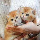 아담스펫 강아지분양 고양이분양 인천본점 이미지