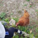 꼬오꼬오닭 이미지