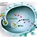 한국아스텔라스제약(주) 이미지