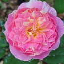 오이모네 이미지