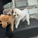 아잉독 애견카페 이미지