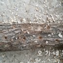곡성버섯농장 이미지