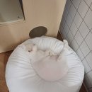 함께냥 성남점 이미지
