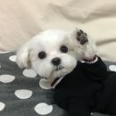 콩알 이미지
