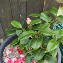 노양균치과의원 이미지