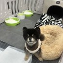 포동펫살롱 이미지