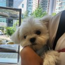 아뜰리에 멍 이미지