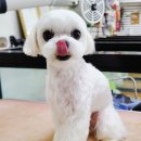 엔조이펫 네이버블로그