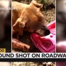 무지개 하이 이미지