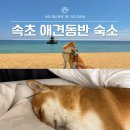 pet01거7610 | 강아지 동반 속초 해수욕장 1분거리 숙소 솔직 후기
