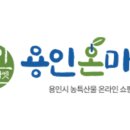 태양굼벵이 이미지