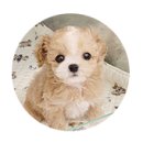 경성양꼬치구이 이미지