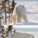 엄마와 아기곰 이미지