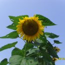 부엉이집 이미지