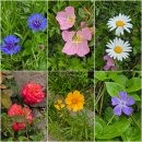 푸른고래 카라반 캠핑 이미지