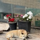 우람수산 - 구리시 동구릉로136번길 90 | 서산 벌천포캠핑장 평일 캠핑, 오션뷰 한옥 숙박 후기 & 캠핑음식 추천 ⭐