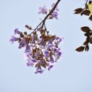 오동나무 이미지