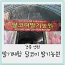 경북영천 재방문한 달코미 딸기농원 - 아이와함께 딸기체험 추천