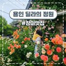 [용인 핫플] 인스타 감성 뿜뿜, 장미가 만개한 '딜라의 정원' 주말 방문 후기 (사람 많음 주의)