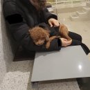 어도러블 멍이 | [카페/인동]어도러블멍이 애견카페 후기