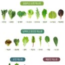 와룡채소 네이버블로그