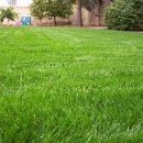 버뮤다그래스(BERMUDA GRASS) 이미지