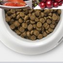 베스트 캣 이미지