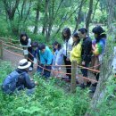 금강송 생태경영림 이미지