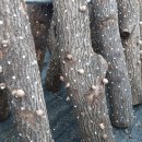 신석농장 이미지