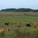 봉성축산 이미지