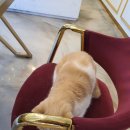 도그마루 강아지고양이 일산점 이미지