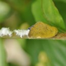 ﻿갈색날개 매미충 방제는 가지치기하면 해결된다. 이미지